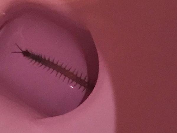 14. "Uzun bir tatilin ardından evime döndüğümde tuvalette bulduğum böcek:"