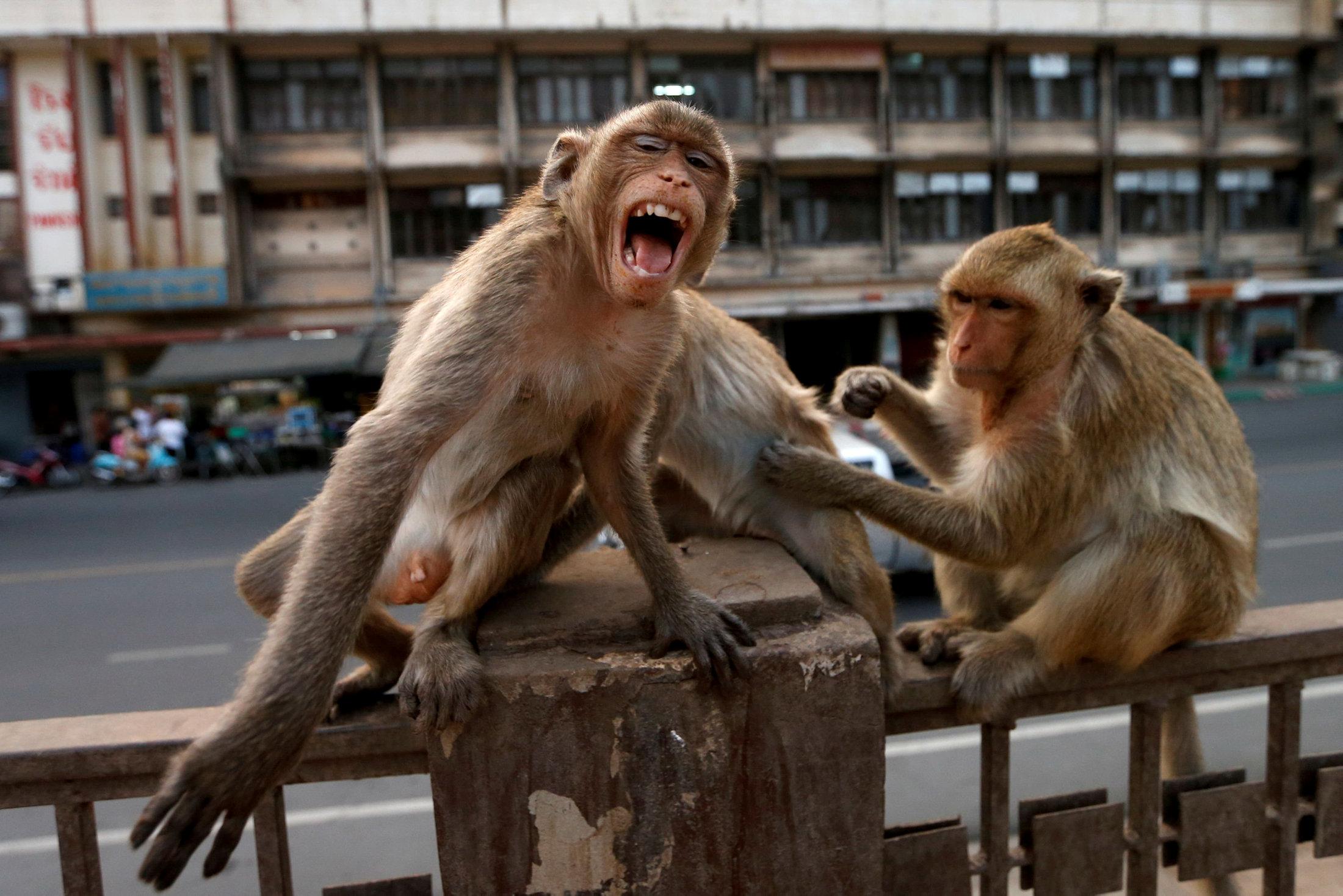 Нападение обезьян. Город обезьян Лопбури Таиланд. Макака Тайланд. Город обезьян. Обезьяны в Тайланде.