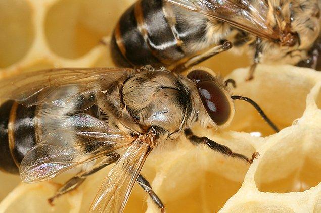 13. Erkek bal arıları sadece kraliçe arı ile çiftleşmek için vardır. Çiftleşmeden sonra erkek bal arısı hadım edilir ve ölür.