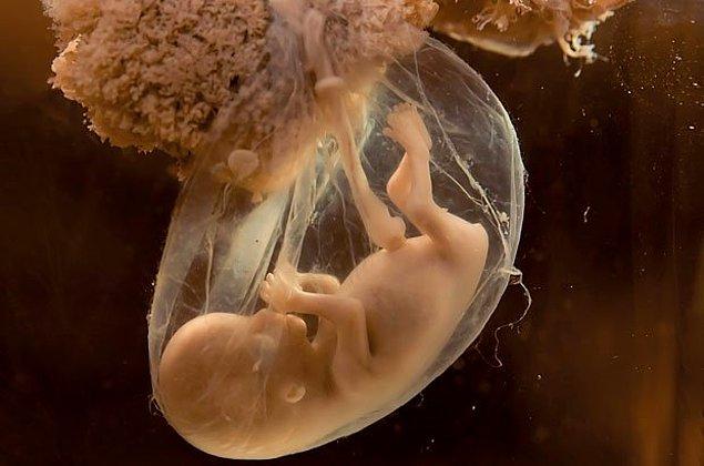 15. Anne karnındaki her bebek, rahimde oluşan ve sonradan bütün vücuduna yayılacak bir tüy tabakası ile büyür.