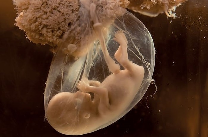 19 странных фактов, способных расширить ваш кругозор