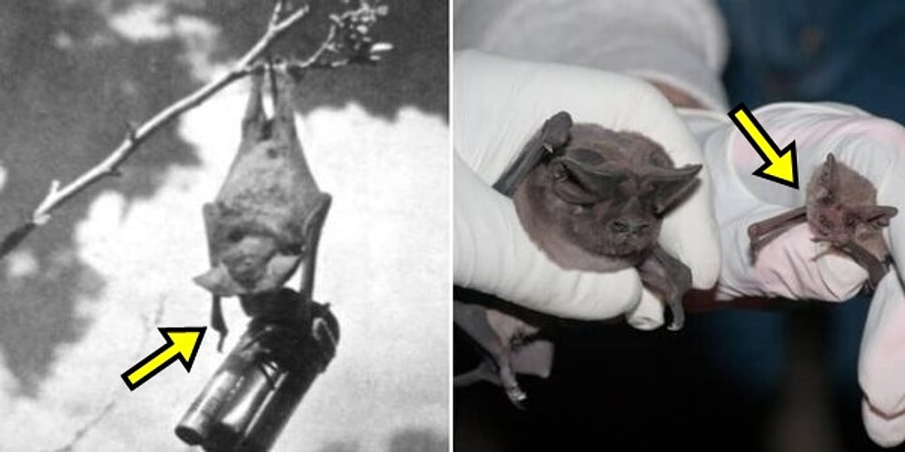 Yarasa Bombası, Buzdan Gemiler ve Daha Fazlası: Zamanın Ötesinden 15 Saykodelik Askeri Ekipman