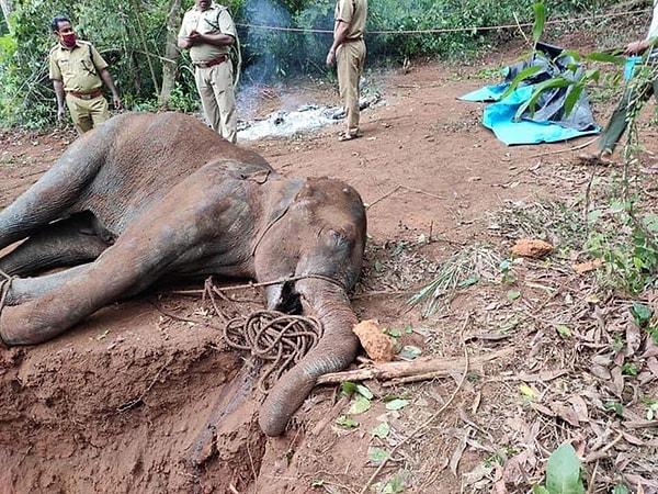 Maalesef kurtarılamayan fil ve yavrusu, hepimizin içine derin bir acı düşürdü...