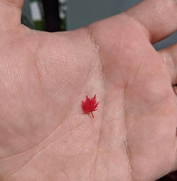 4. "Gördüğüm en küçük akağaç yaprağı."
