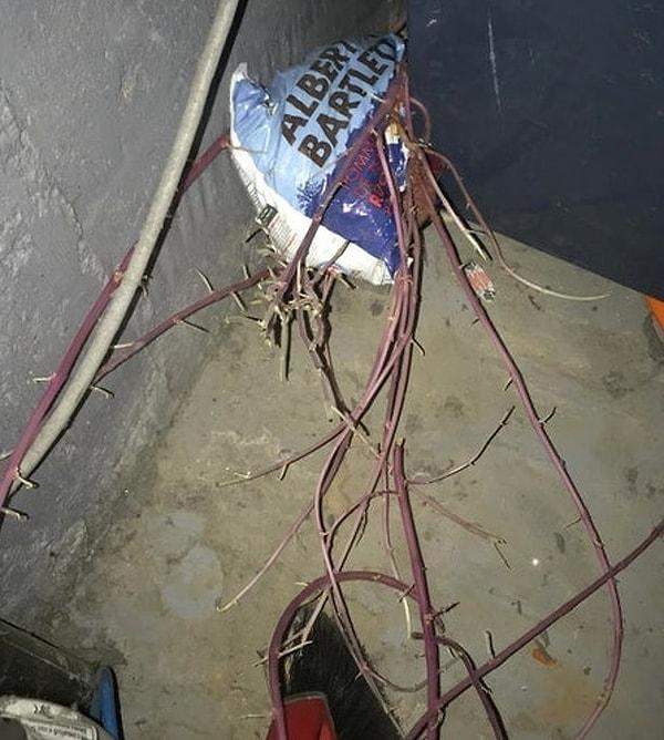 12. "Bulaşık makinemin arkasında bu patates poşetini buldum. Bulduğumda kökleri 1 metreye ulaşmış."