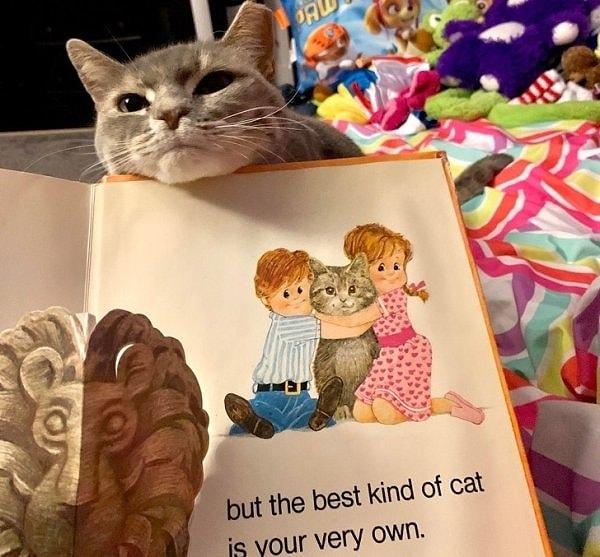 13. "Kedimiz kızıma okuduğum masalları dinlemeye bayılıyor." 😍