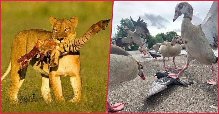 Doğanın Minnoş Bir Kedi Yavrusu Değil, Parçalanmış Zebra Gövdesi Olduğunu Gösteren Ürkütücü Kareler