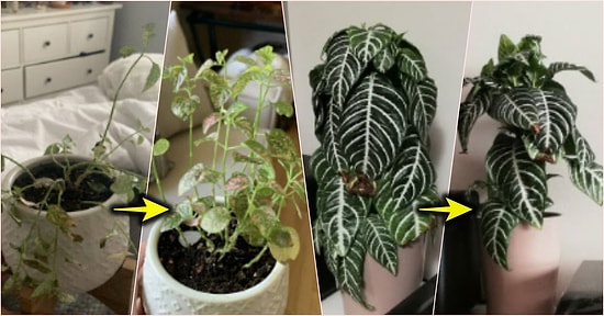 Bitkilerin Sesi Olmasa da Duyguları Olduğunu Paylaştıkları Fotoğraflar ile Bize Kanıtlayan 16 Kişi