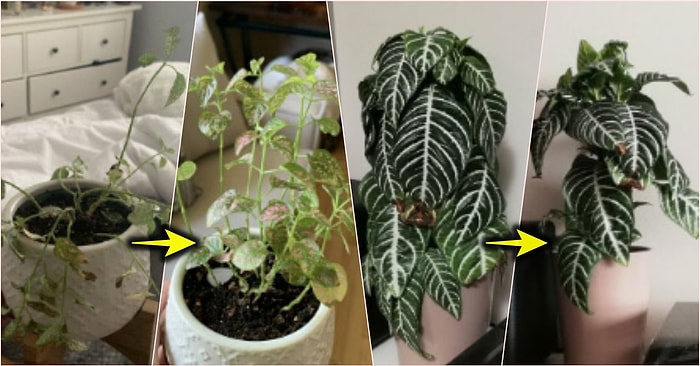 Bitkilerin Sesi Olmasa da Duyguları Olduğunu Paylaştıkları Fotoğraflar ile Bize Kanıtlayan 16 Kişi