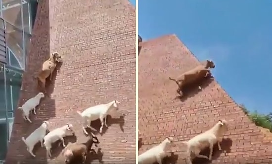 Düz Yolda Yürümek Yerine Dik Duvara Tırmanan Keçi Sürüsü