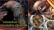Çin, Koronavirüsü İnsanlara Bulaştırdığı Düşünülen Pangolinleri Geleneksel İlaç Listesinden Çıkarttı!