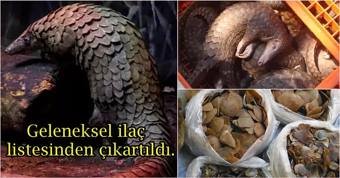 Çin, Koronavirüsü İnsanlara Bulaştırdığı Düşünülen Pangolinleri Geleneksel İlaç Listesinden Çıkarttı!