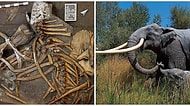 Almanya'da Arkeologlar 2.3 Metre Uzunluğunda Dişleri Olan 300 Bin Yıllık Fil İskeleti Buldu!