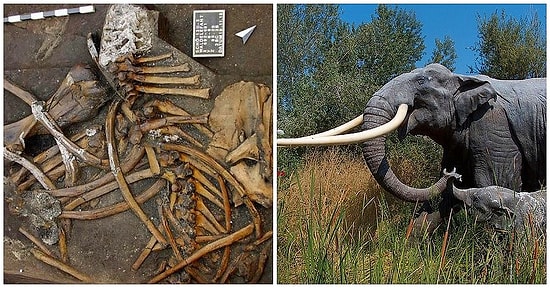 Almanya'da Arkeologlar 2.3 Metre Uzunluğunda Dişleri Olan 300 Bin Yıllık Fil İskeleti Buldu!