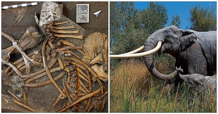 Almanya'da Arkeologlar 2.3 Metre Uzunluğunda Dişleri Olan 300 Bin Yıllık Fil İskeleti Buldu!