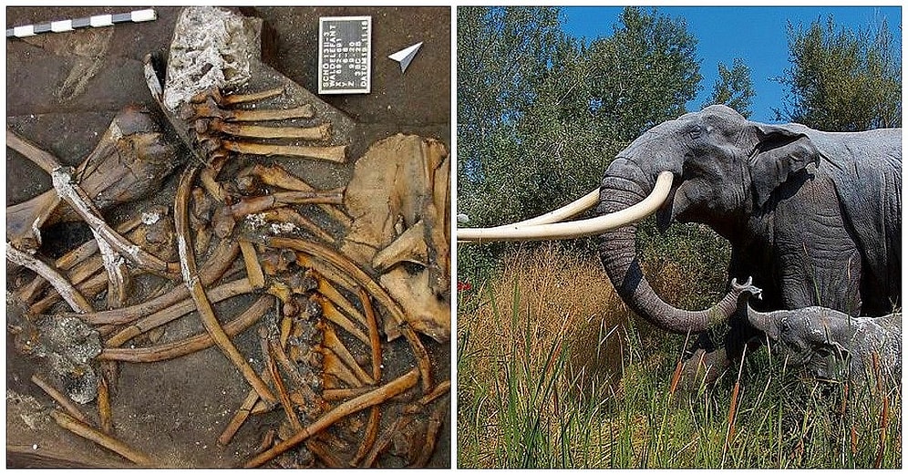 Almanya'da Arkeologlar 2.3 Metre Uzunluğunda Dişleri Olan 300 Bin Yıllık Fil İskeleti Buldu!