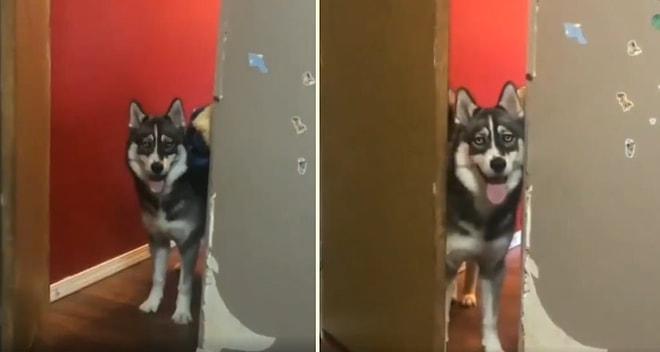 Kapıyı Tekmeleyerek Alacaklı Gibi İçeri Giren Köpeğin Kahkaha Attıran Anları
