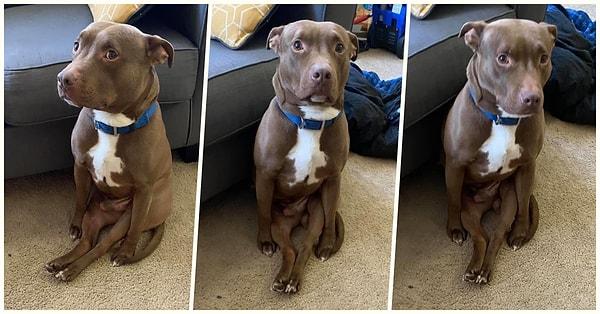 Twitter'da bir kullanıcı köpeğinin bu enteresan oturuşunu paylaşınca tepkiler gecikmedi ve herkes kendi evcil hayvanının fotoğraflarını paylaşmaya başladı...😂