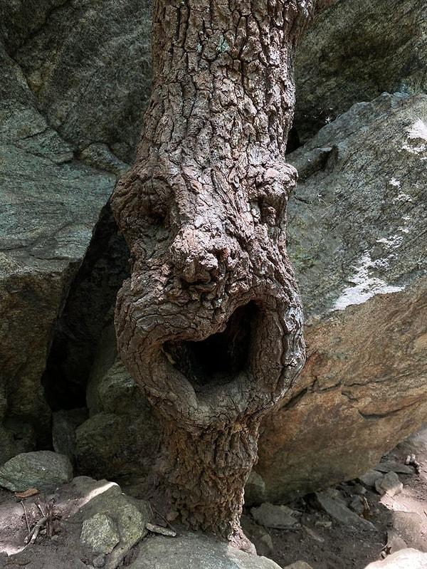 12. "Bu ağacın yüzü varmış gibi değil mi sizce de?"