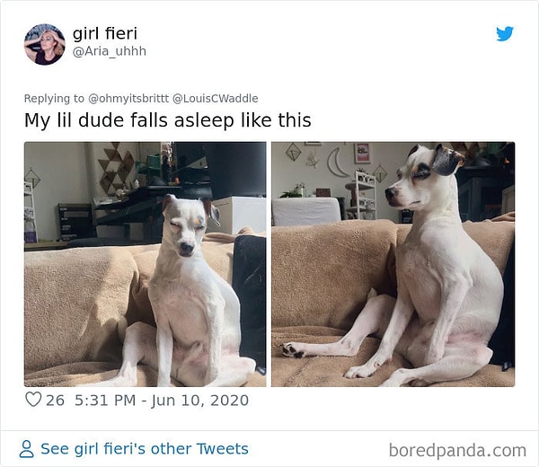 17. Мой пес засыпает в этой позе