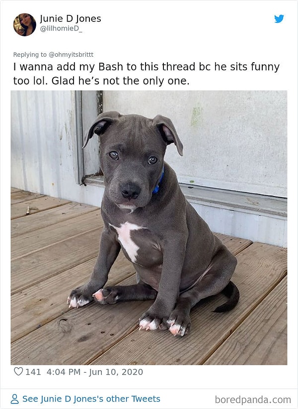 23. Мой щенок тоже так сидит, рада что он не один такой