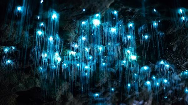 Bu ışıl ışıl mağara Yeni Zelanda'da yer alıyor.