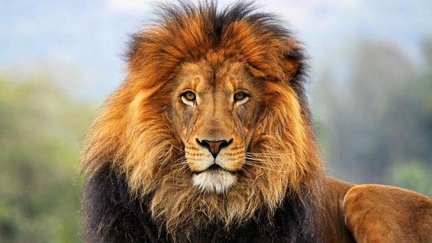 Aslan