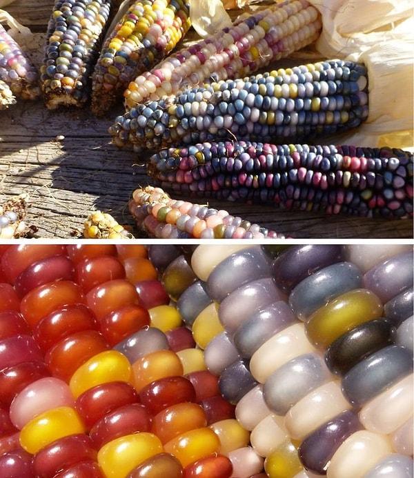 7. 'Yıllar boyunca farklı mısır çeşitlerinin birleştirilmesiyle oluşturulan mücevher renkli mısır.'
