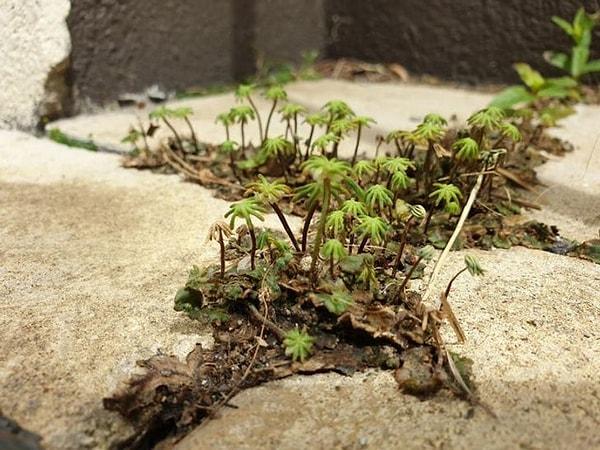 20. 'Bahçemdeki bu küçük otlar bir çöl vahası gibi görünüyor.'