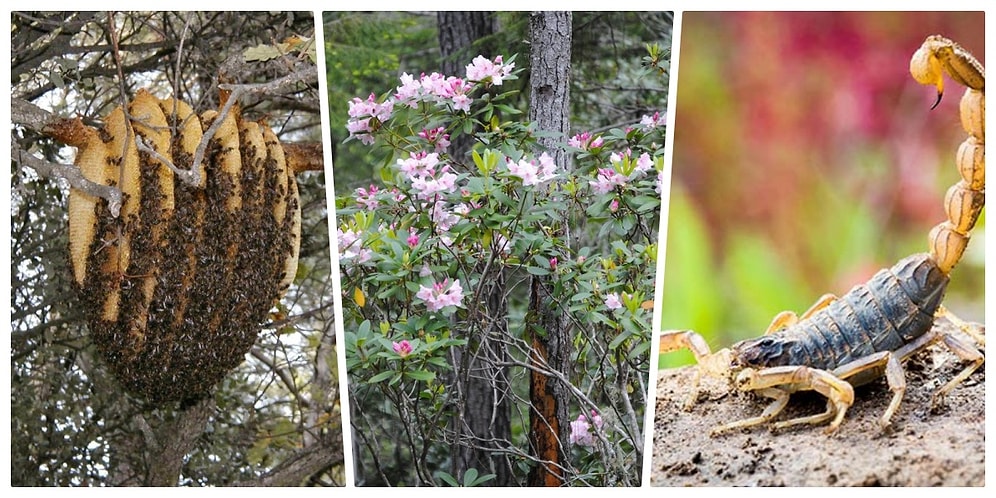 Balın Bile Silah Olarak Kullanıldığını Biliyor muydunuz? Antik Dünyada Kullanılan Kimyasal ve Biyolojik 10 Silah