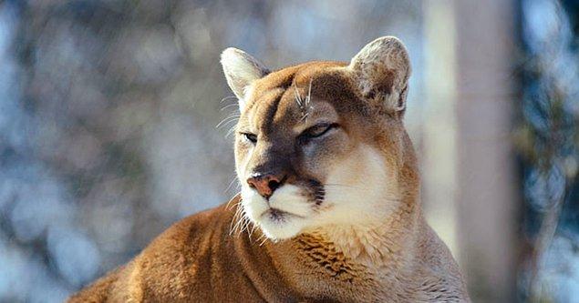 13. Pumalar miyavlayan ve mırlayan en büyük kedi çeşididir.