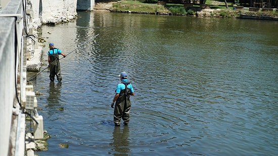 Küçükçekmece Gölü'nde Binlerce Ölü Balık Kıyıya Vurdu