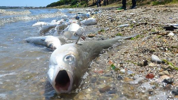 Uzun yıllardır balıkçılık yapan Emin Şence, kitlesel balık ölümlerinin birincil nedeninin göldeki kirlilik ve oksijen yetersizliği olduğunu söyledi: