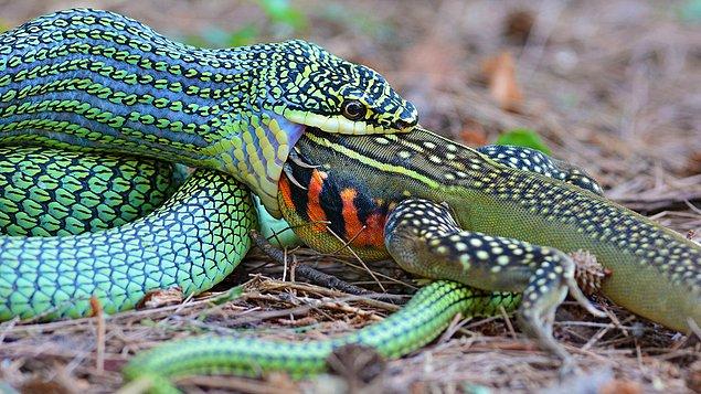17. Kertenkele yiyen ağaç yılanı: