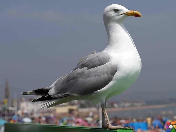 14. Fotoğraftaki hayvan Martı mı yoksa Albatros mu?