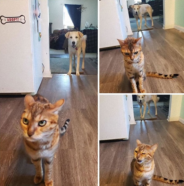 7. Сара (собака) украла кусочек еды Стеллы, и Стелла прибежала ко мне на кухню, чтобы буквально высказать все