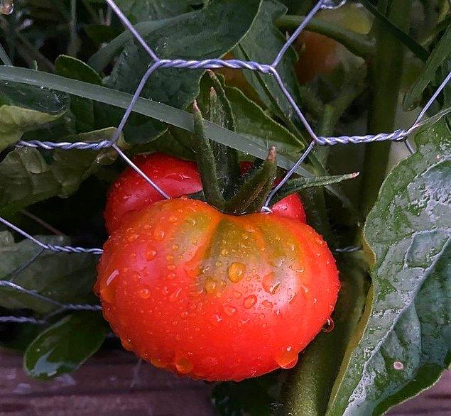 4. 'Hiçbir kısıtlama domatesin büyümesini engelleyememiş.'