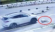 Hastane Bahçesindeki Yolda Uzanan Köpek, Bir Akademisyen Tarafından Ezildi