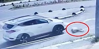 Hastane Bahçesindeki Yolda Uzanan Köpek, Bir Akademisyen Tarafından Ezildi