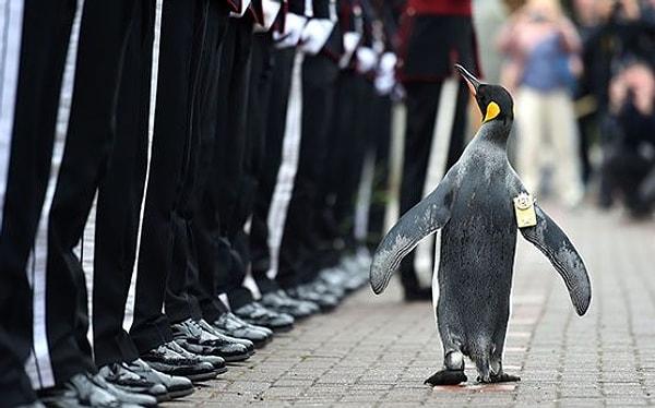 1. 2008 yılında Norveç'te bir penguene şövalyelik unvanı verilmişti.