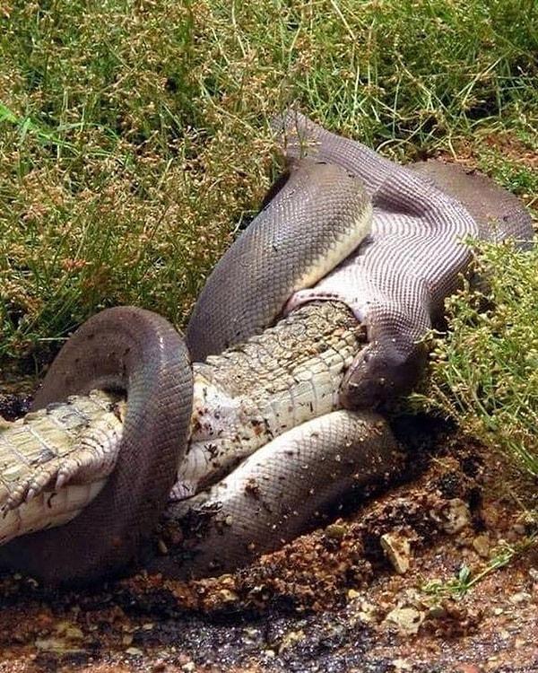 Bir timsahı bile yutabilecek büyüklükte olan bu yılan: