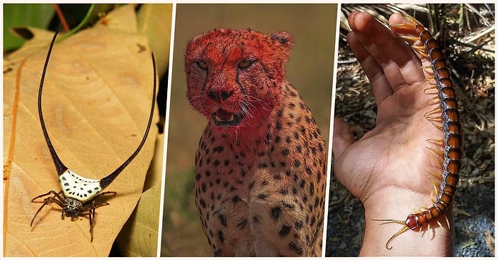 Doğanın Korkutucu Yüzünü İliklerinize Kadar Hissetmenize Sebep Olacak Birbirinden Ürkütücü 17 Yeni Fotoğraf