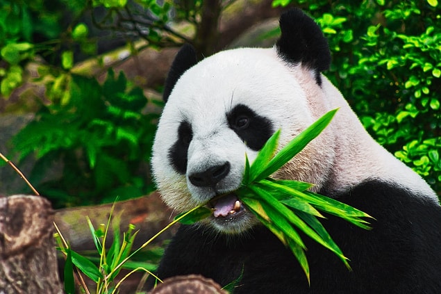 4. Yeni doğan bir panda bir kalıp tereyağı ile aynı büyüklüktedir.