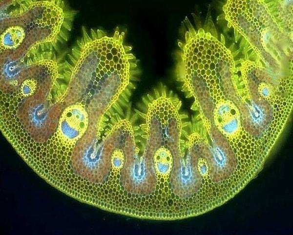 16. 'Mikroskop altında çim taneleri çok mutlu.'