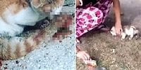 Sosyal Medyada Kedilere Yönelik Şiddet İçeren Video ve Fotoğrafları Paylaşınca Halk Tepki Gösterdi: '#SudeAndaşTutuklansın'