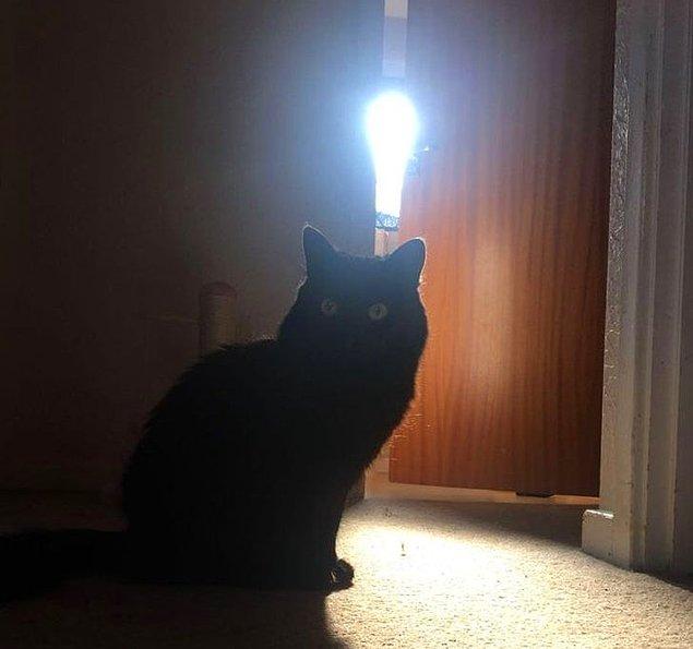 15. "Banyo kapısından süzülen ışık, kedimin aklına müthiş bir fikir gelmiş görüntüsü çizdi."
