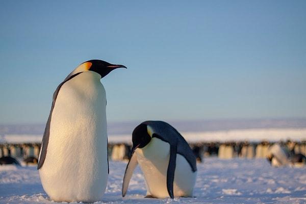 "Birisi bir penguen kolonisine rastlarsa ne olacağını sormuş. Penguenler bu durumda kaçmaya, bağırmaya ve kendilerinin ve diğer penguenlerin yumurtalarını ezmeye başlarlar. Sonra 1000 çift göz size bakıp 'salağa bak' diye düşünür."