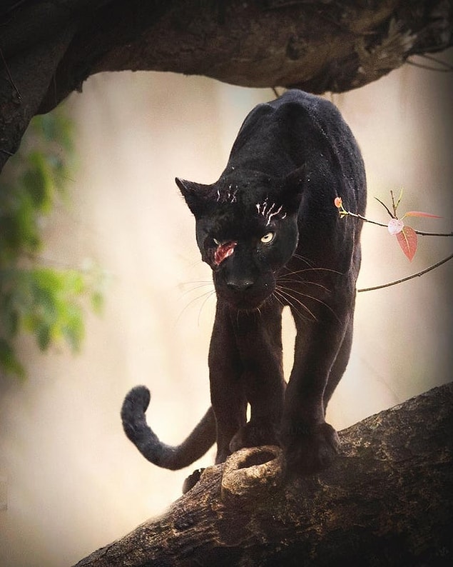 1. Ürkütücü siyah panter: