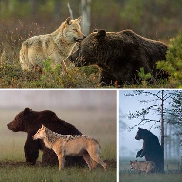 14. Невероятную дружбу волка и медведя запечатлел финский фотограф