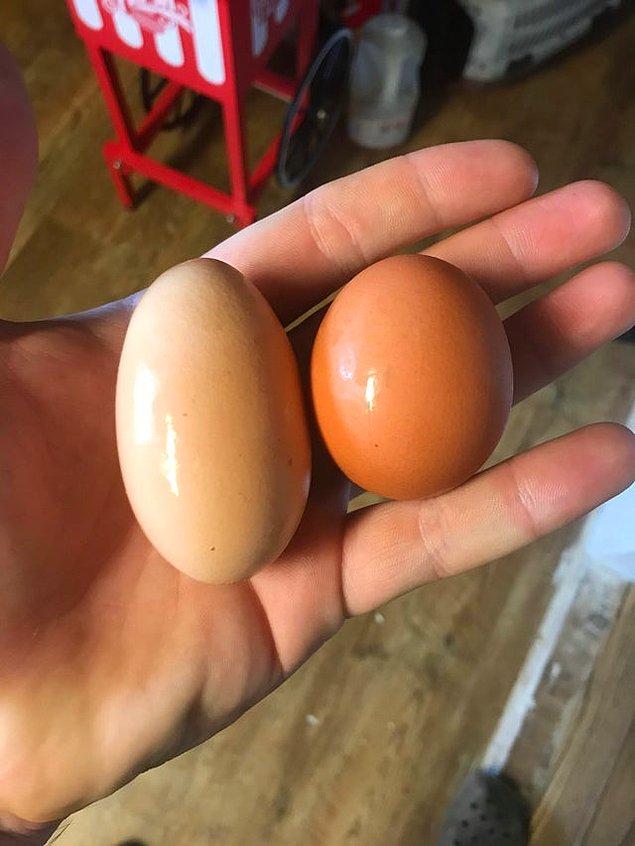 19. Olması gerekenden fazlasıyla uzun olan bu yumurta: